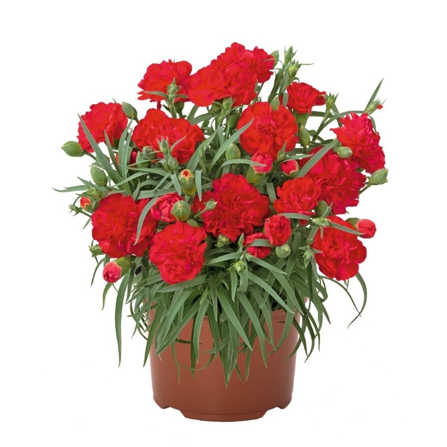 Гвоздика Ориентал Май Фэйр Леди - Dolina-Sad.Ru