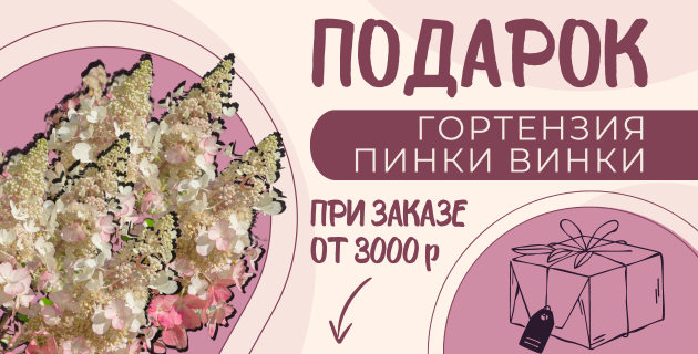 🌿🌸СПЕЦИАЛЬНОЕ ПРЕДЛОЖЕНИЕ - ГОРТЕНЗИЯ ПИНКИ ВИНКИ В ПОДАРОК🎁ЗАВЕРШЕНА