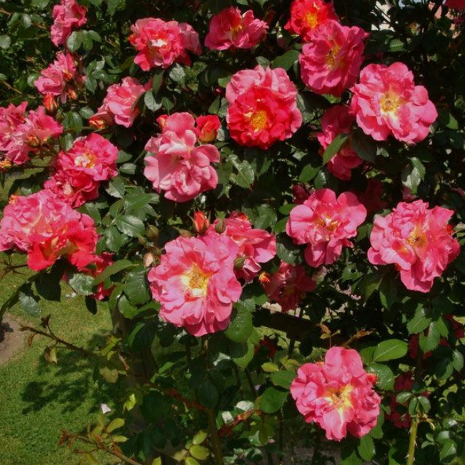Роза баяццо фото и описание