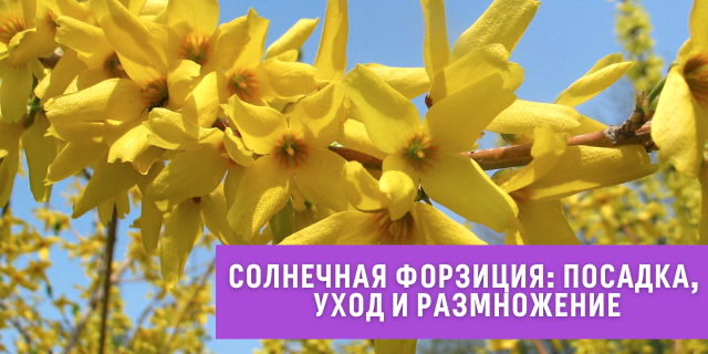 Солнечная форзиция☀️🌼