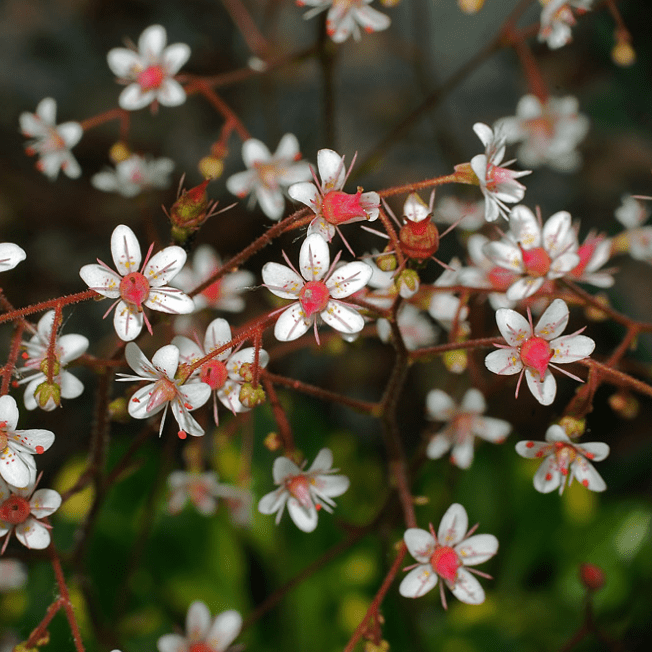 Камнеломка тенистая Ауреапунктата , P11 фото