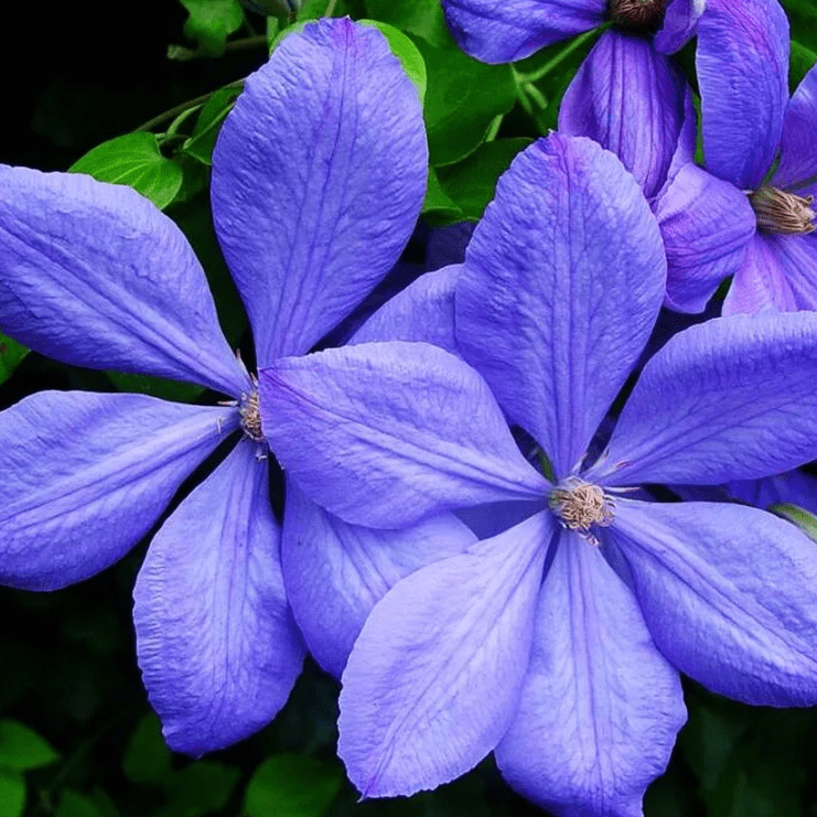 Клематис cholmondeley фото