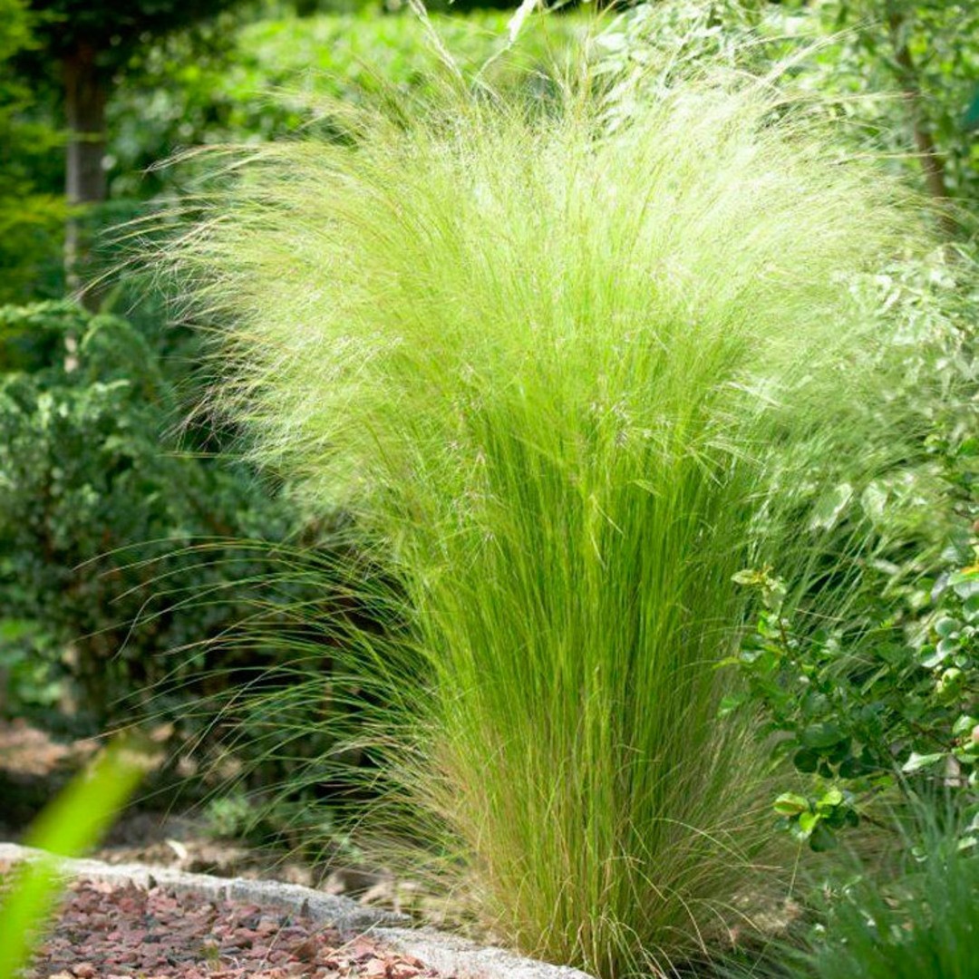 Ковыль Stipa tenuissima ponytail grass)