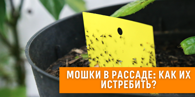 Мошки в рассаде: как их истребить