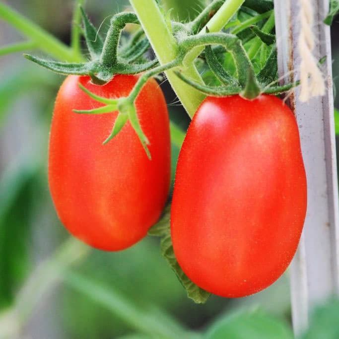 Томат удлиненный. Семена томат челнок. Томат челнок ультраранний. Сорт томатов челнок. Бенито ф1 томат.