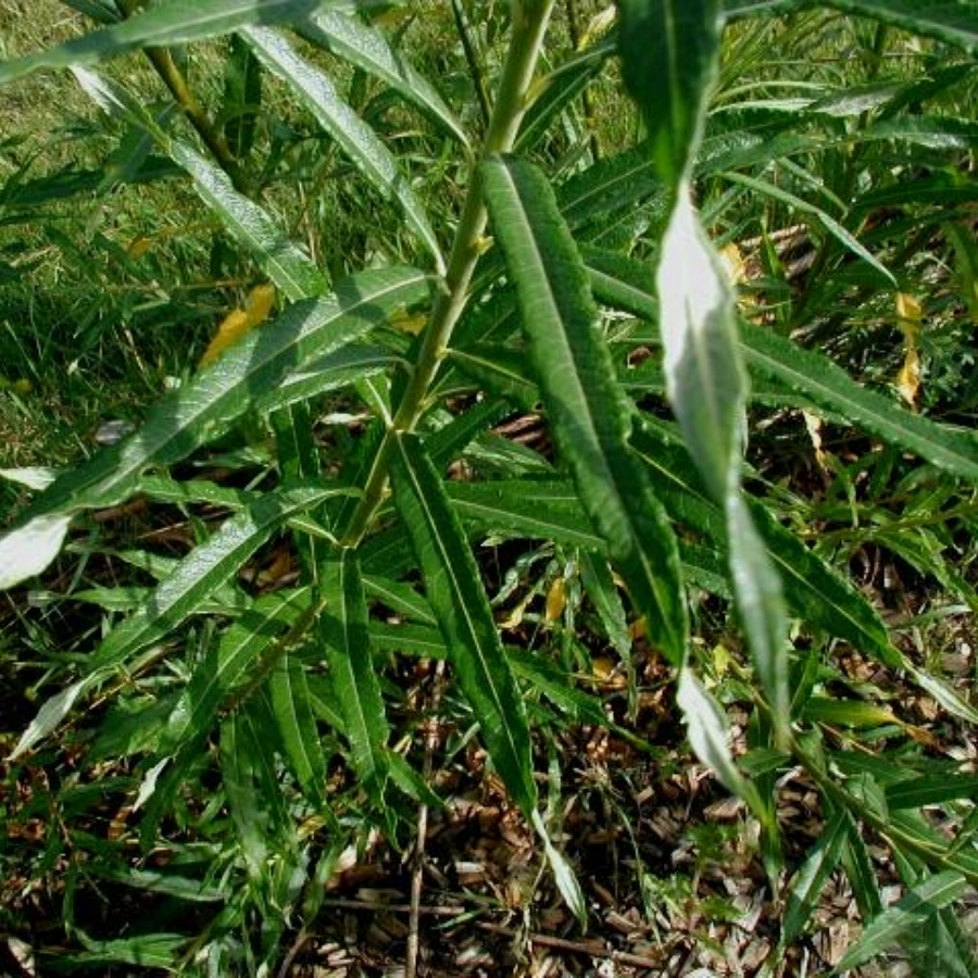 Ива прутовидная, С3 - Dolina-Sad.Ru