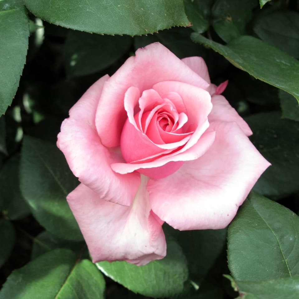 Чайно-гибридная роза Карина (Carina)
