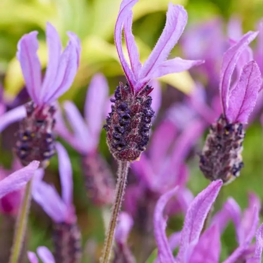 Лаванда французская Белла Тоскана Лаванда французская Белла Тоскана - Dolina-Sad.Ru
