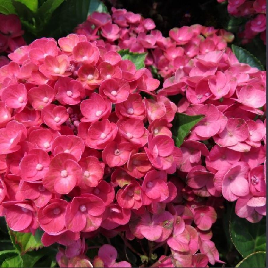 Гортензия крупнолистная Ребелион Феррари Лав Гортензия крупнолистная Ребелион Феррари Лав - Dolina-Sad.Ru
