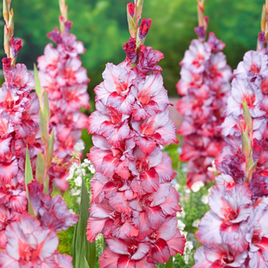 Гладиолус Тедс Трамп - Dolina-Sad.Ru