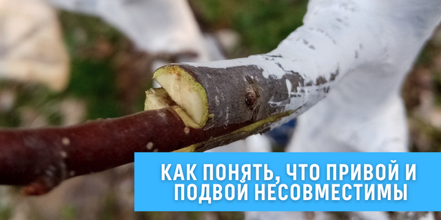 Привой и подвой несовместимы: признаки и причины 🌳