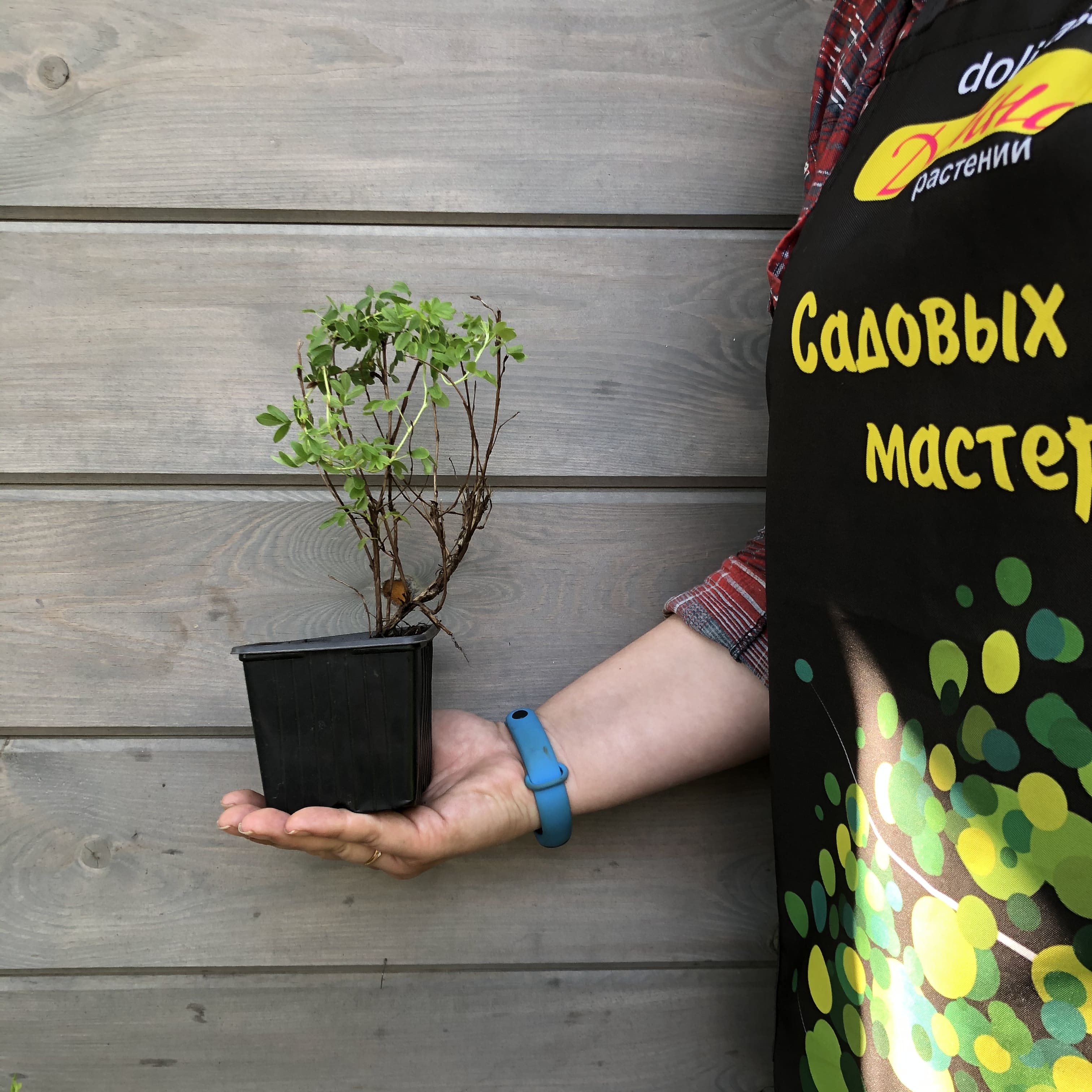 Лапчатка кустарниковая Голдстар, С3 - Dolina-Sad.Ru