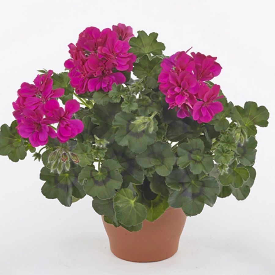 Пеларгония зональная Саванна Блю - Dolina-Sad.Ru