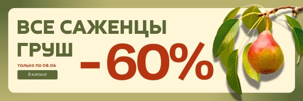 груши -60