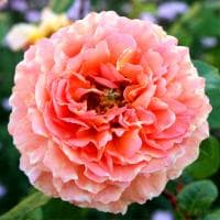 Роза Абрахам Дерби фото