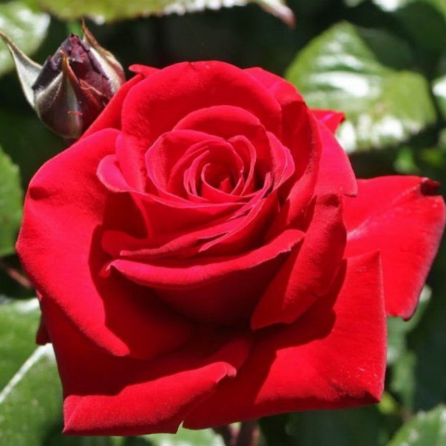 Фото и описание розы софи лорен фото