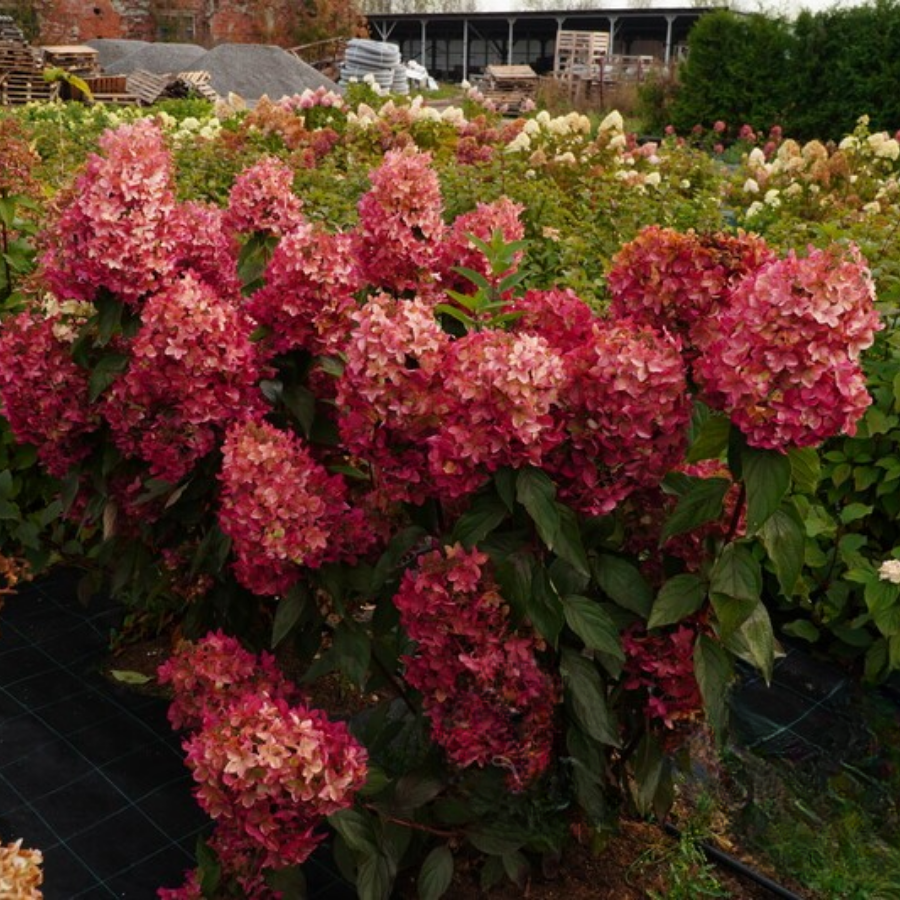 Гортензия метельчатая Металика, С2 - Dolina-Sad.Ru