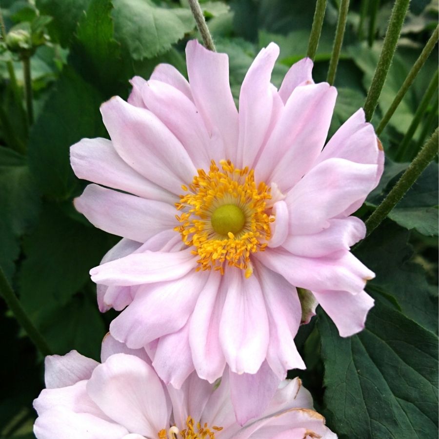 Анемона гибридная Монт-роз - Dolina-Sad.Ru