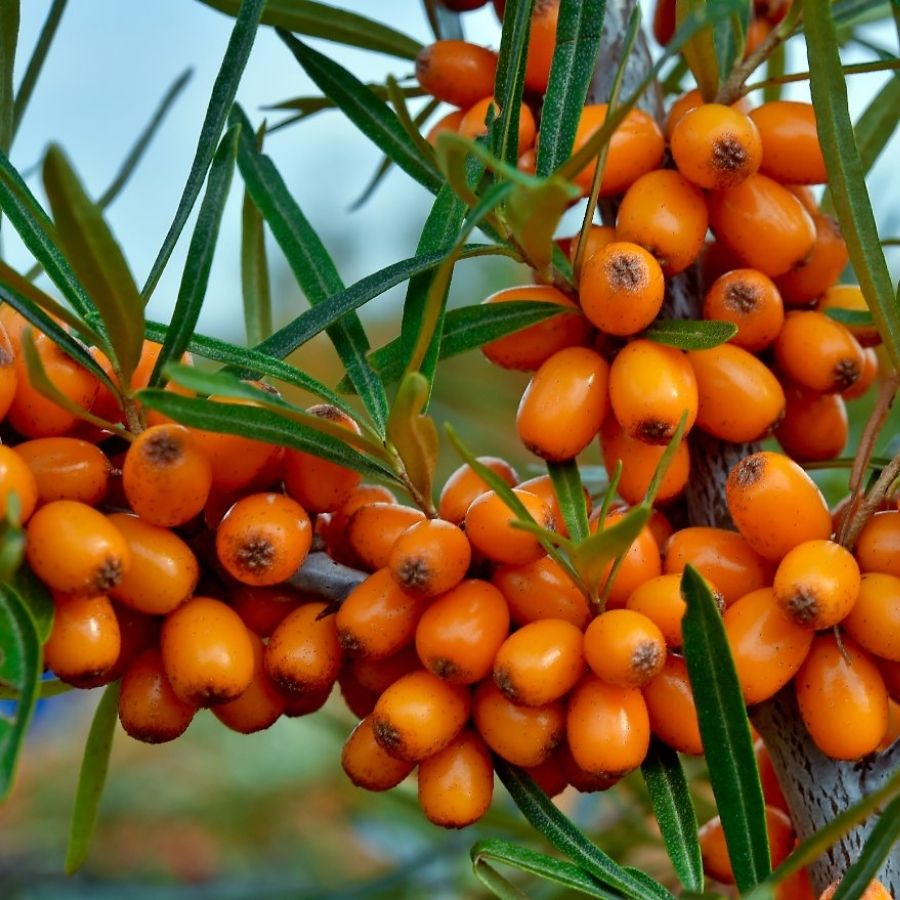 Облепиха крушиновидная Херго, С3 Облепиха крушиновидная Херго, С3 - Dolina-Sad.Ru