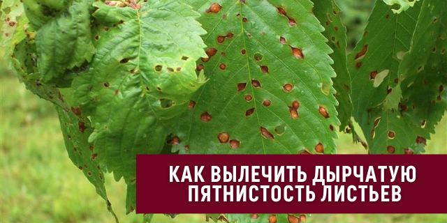 Как вылечить клястероспориоз или дырчатую пятнистость листьев🍃