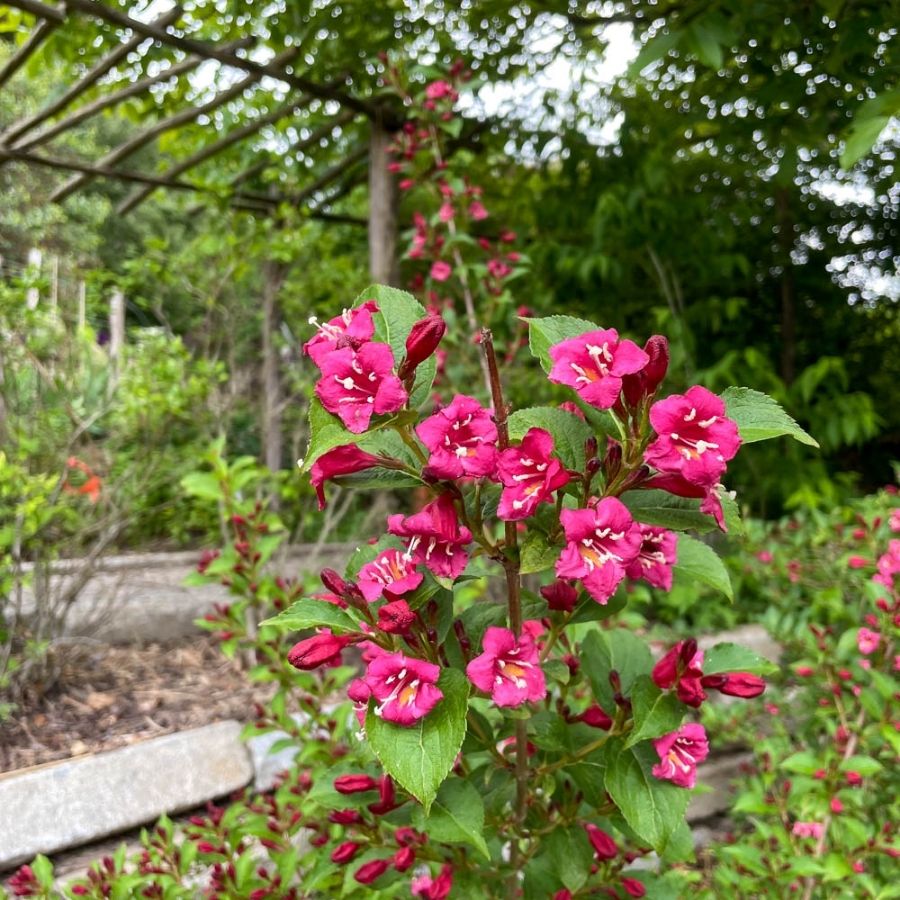 Вейгела Эвита, С3 - Dolina-Sad.Ru