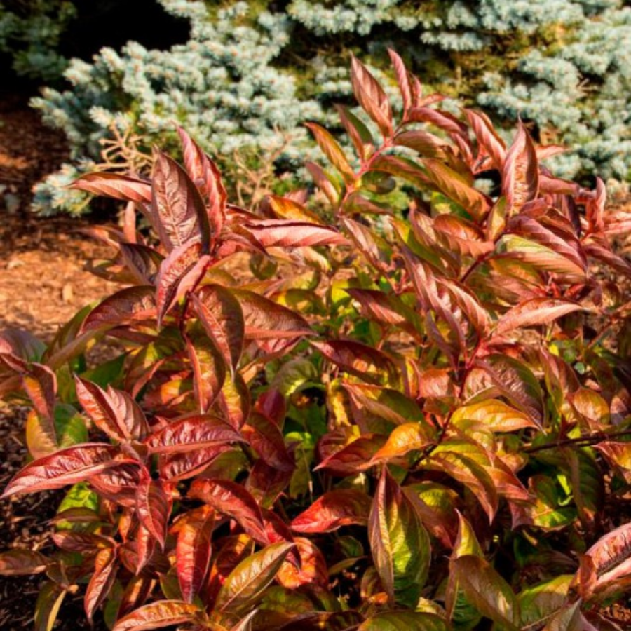 Вейгела цветущая Вингс оф Файер, С3 - Dolina-Sad.Ru