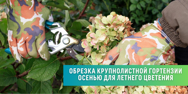Обрезка крупнолистной гортензии осенью для летнего цветения Обрезка крупнолистной гортензии осенью для летнего цветения