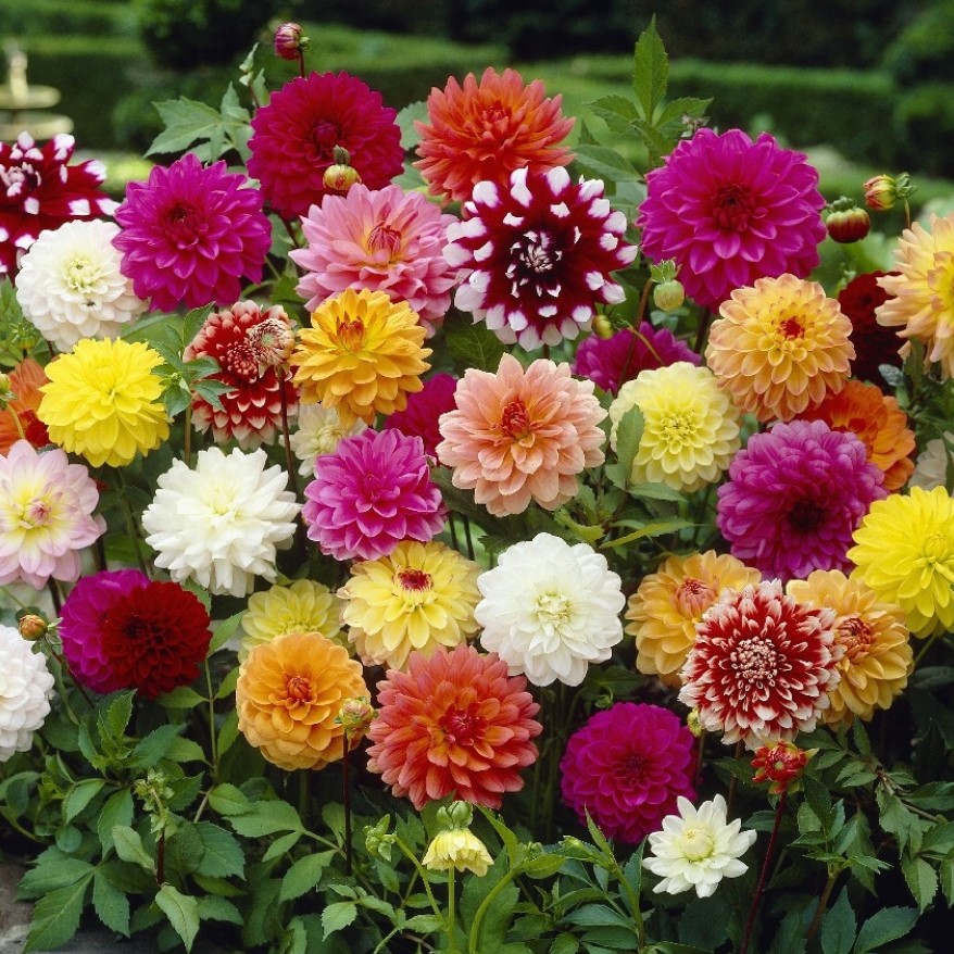 Георгины Dahlia Mix