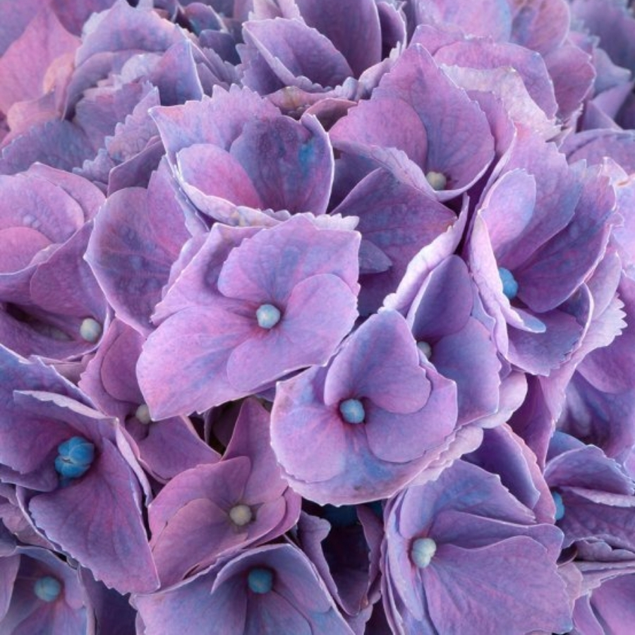 Гортензия крупнолистная Хай Кэнэл Гортензия крупнолистная Хай Кэнэл - Dolina-Sad.Ru