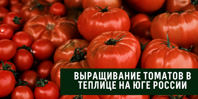 Выращивание томатов в теплице на юге России 🍅☀️