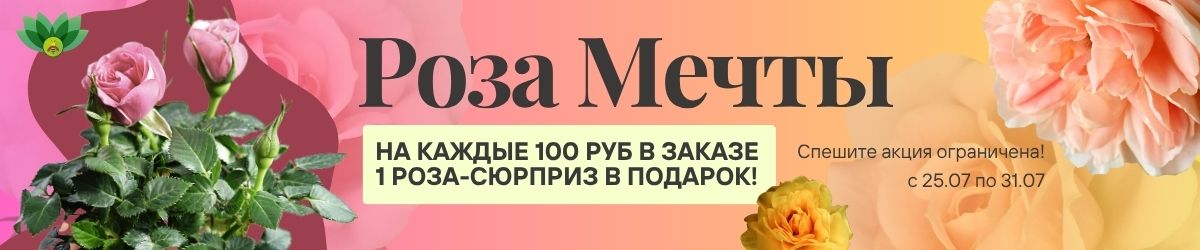 роза акция роза акция
