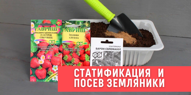 Стратификация и посев семян садовой земляники 🍓: мастер-класс с фото и видео