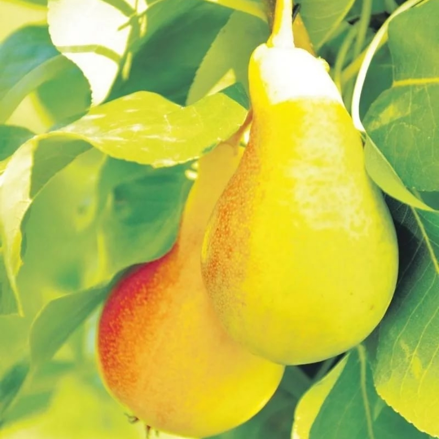 Груша Июньская Красавица - Dolina-Sad.Ru