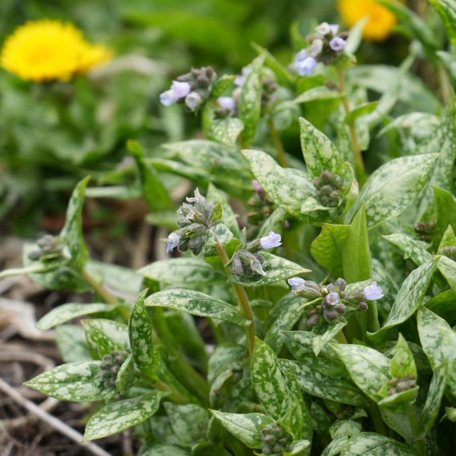 Медуница Миссис Киттл Медуница Миссис Киттл - Dolina-Sad.Ru