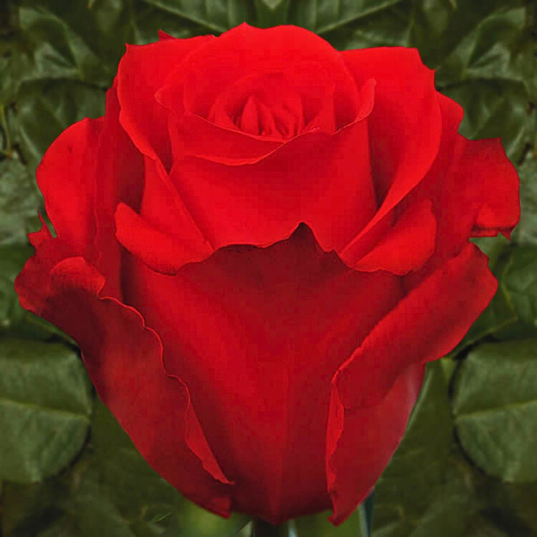 Роза Стар 2000