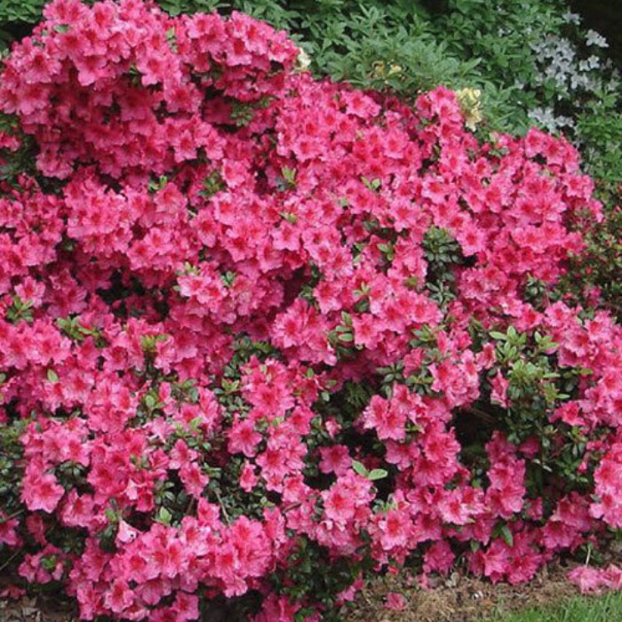 Викс розиред. Рододендрон Розиред. Рододендрон (Rhododendron) Викс Розиред.