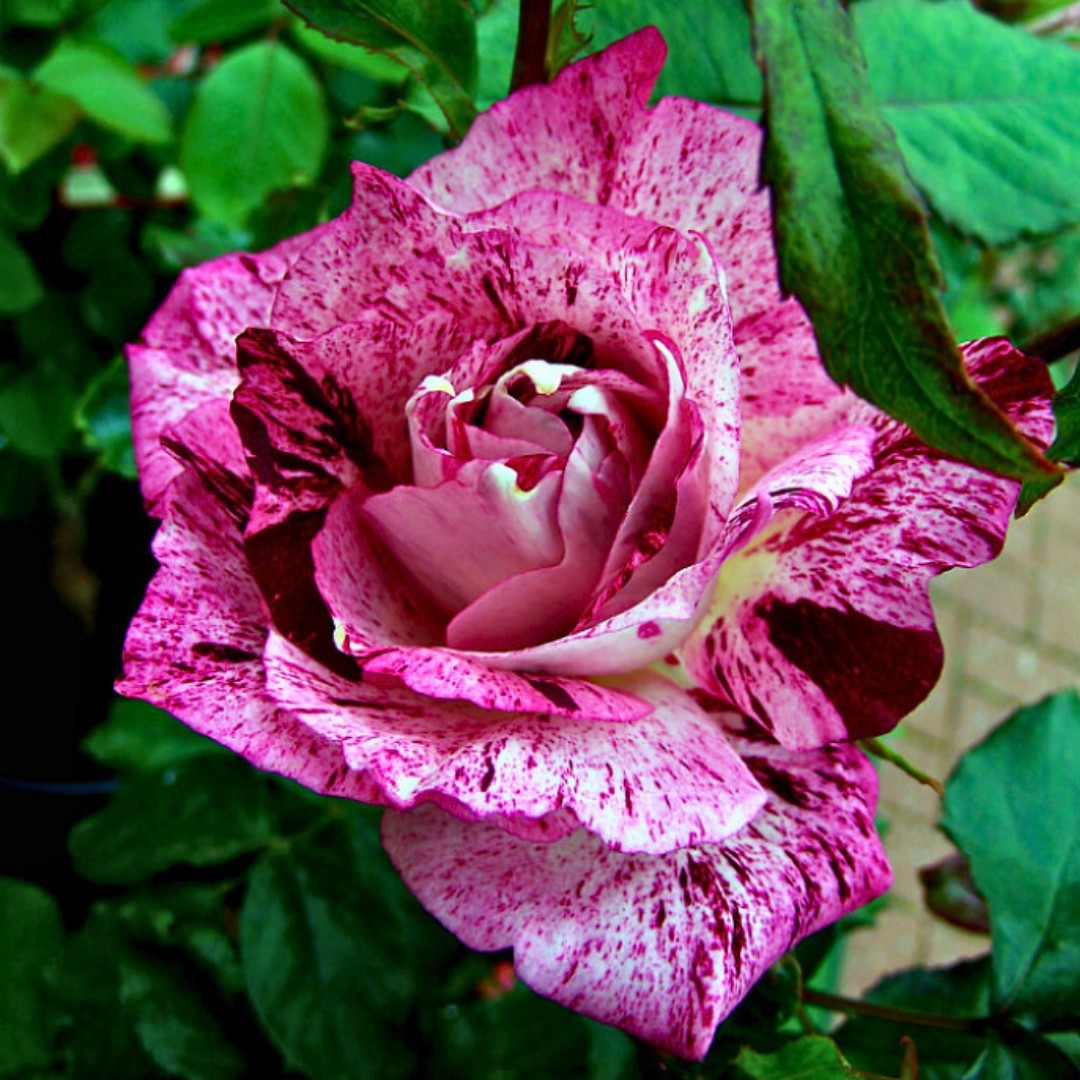 Роза Пурпурный Тигр - Dolina-Sad.Ru
