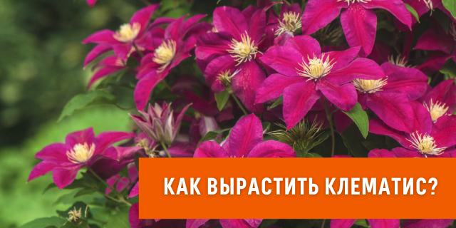 Как вырастить клематис🌺