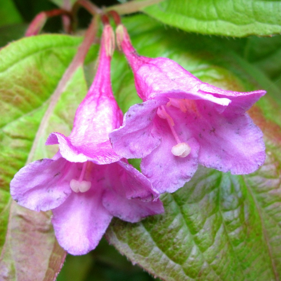 Вейгела цветущая Вингс оф Файер, С3 - Dolina-Sad.Ru