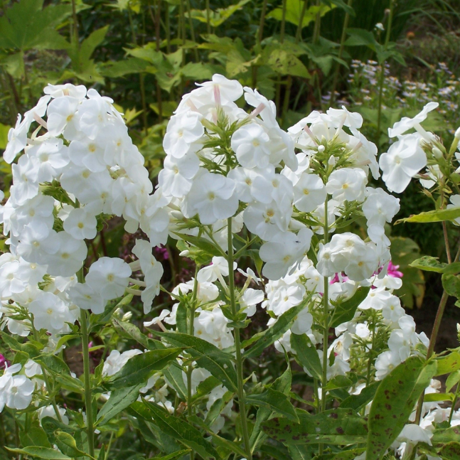 Флокс white admiral фото и описание