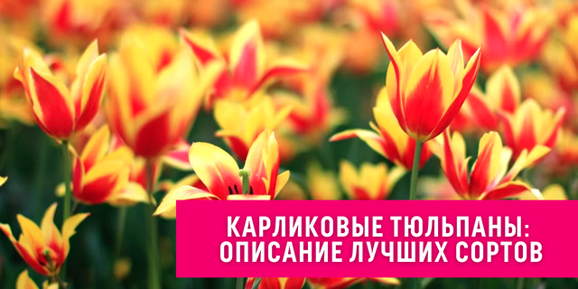 Карликовые тюльпаны: характеристика, описание популярных сортов🌷