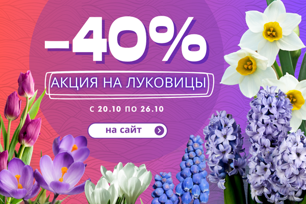 ЛУКОВИЦЫ СО СКИДКОЙ В 40%. УСПЕЙТЕ ЗАБРАТЬ СВОЙ ЦВЕТОК. ЗАВЕРШЕНА