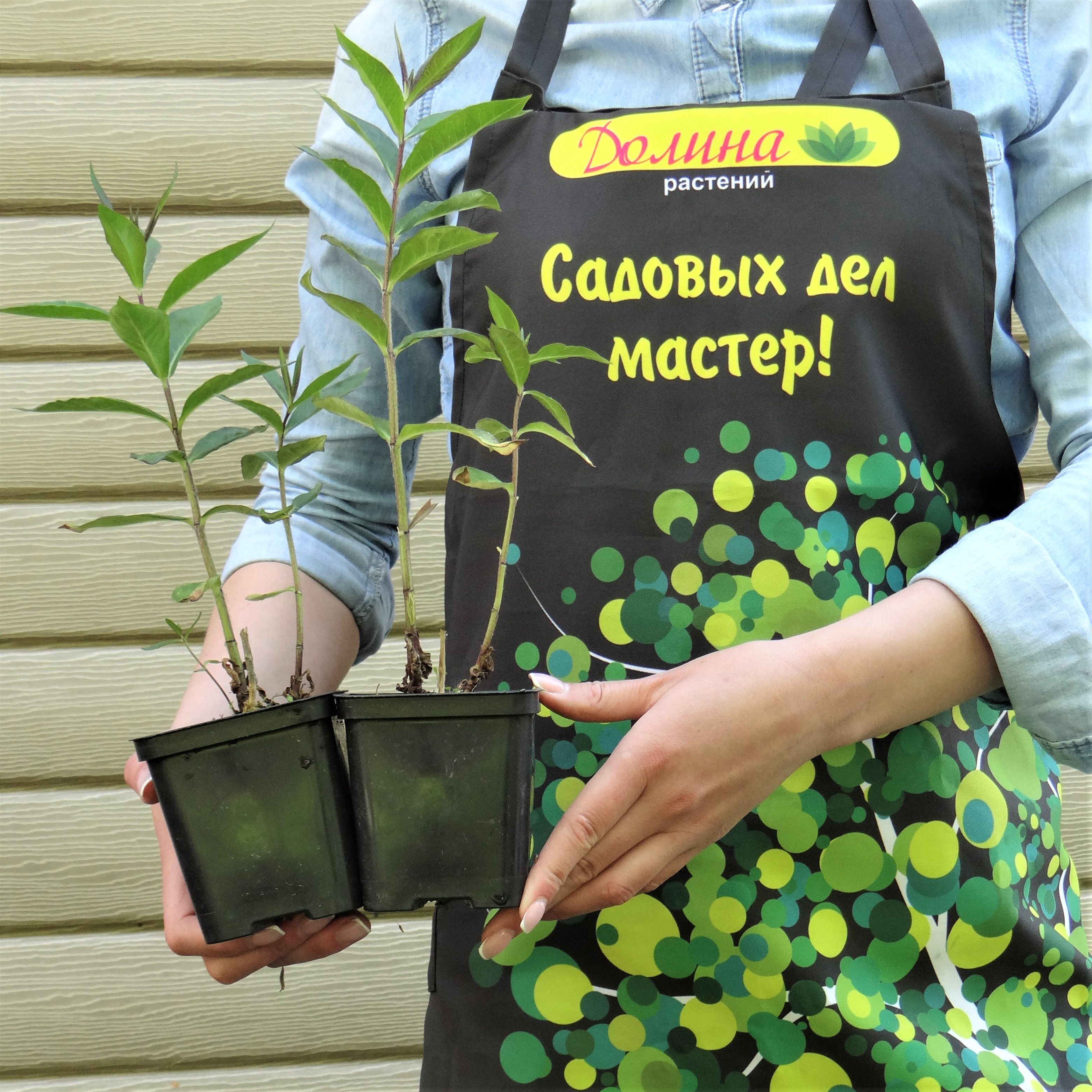 Флокс метельчатый "Свит саммер кампакт саламон орандж дарк ай" фото