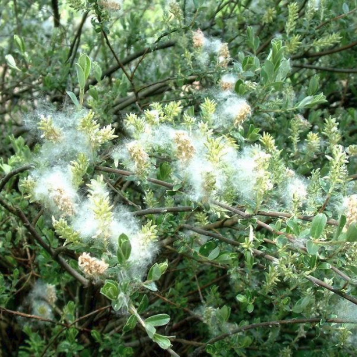 Ива ползучая фото. Ива ползучая. Ива ползучая Аргентеа. Ива ползучая (Salix repens). Ива стелющаяся.