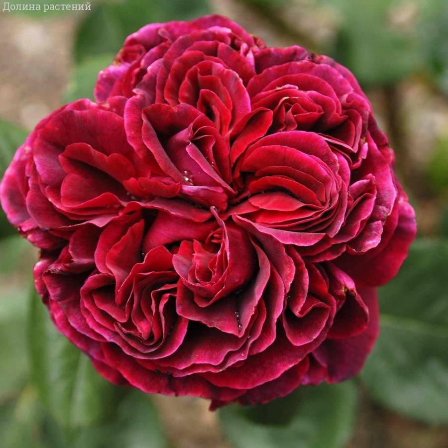 Роза Алфалоп в горшке - Dolina-Sad.Ru