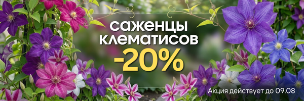 клематисы-20