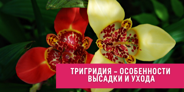 Тригридия - особенности высадки и ухода🌼