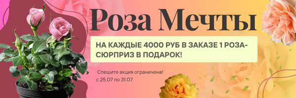 роза акция