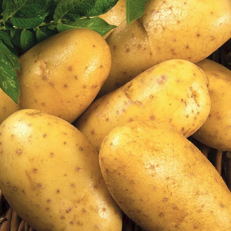 Фото сортов картофеля с названиями