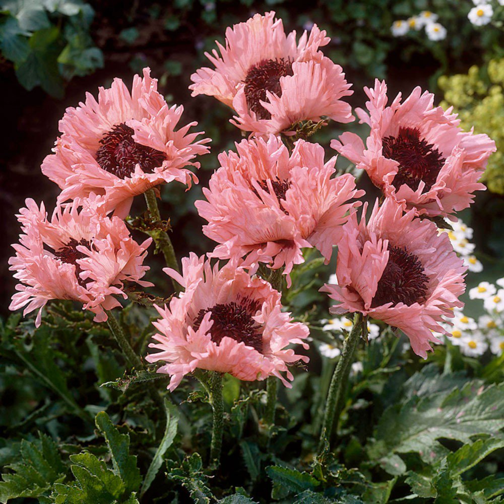 Мак Восточный (Papaver orientale)